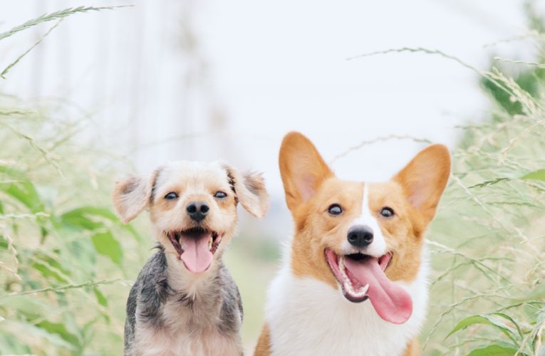 Preventing Home Dog Fights in Mcallen