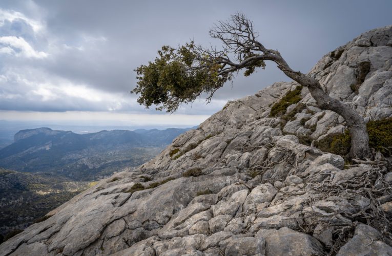 Mcallen: The Importance of Resilience in Overcoming Trauma